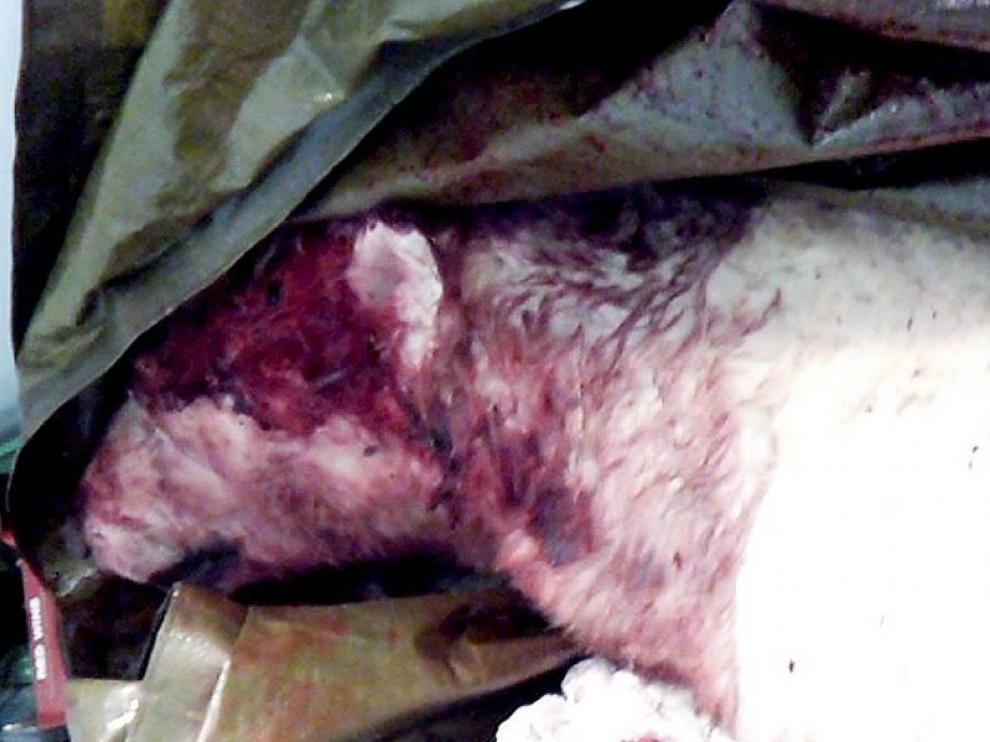 Imagen del oso polar abatido por un miembro armado del grupo británico al que atacó