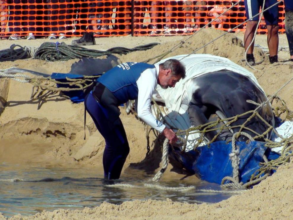 La ballena quedó atascada tras perder a su madre hace dos semanas