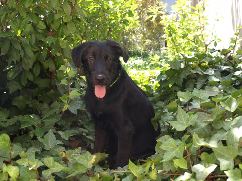 Dingo espera encontrar, a corto plazo, un hogar definitivo.