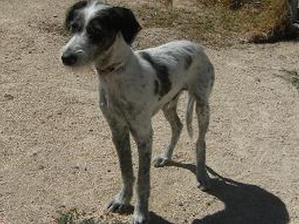 Duende es uno de los 113 animales que, actualmente, se pueden adoptar en el Centro de Protección Animal