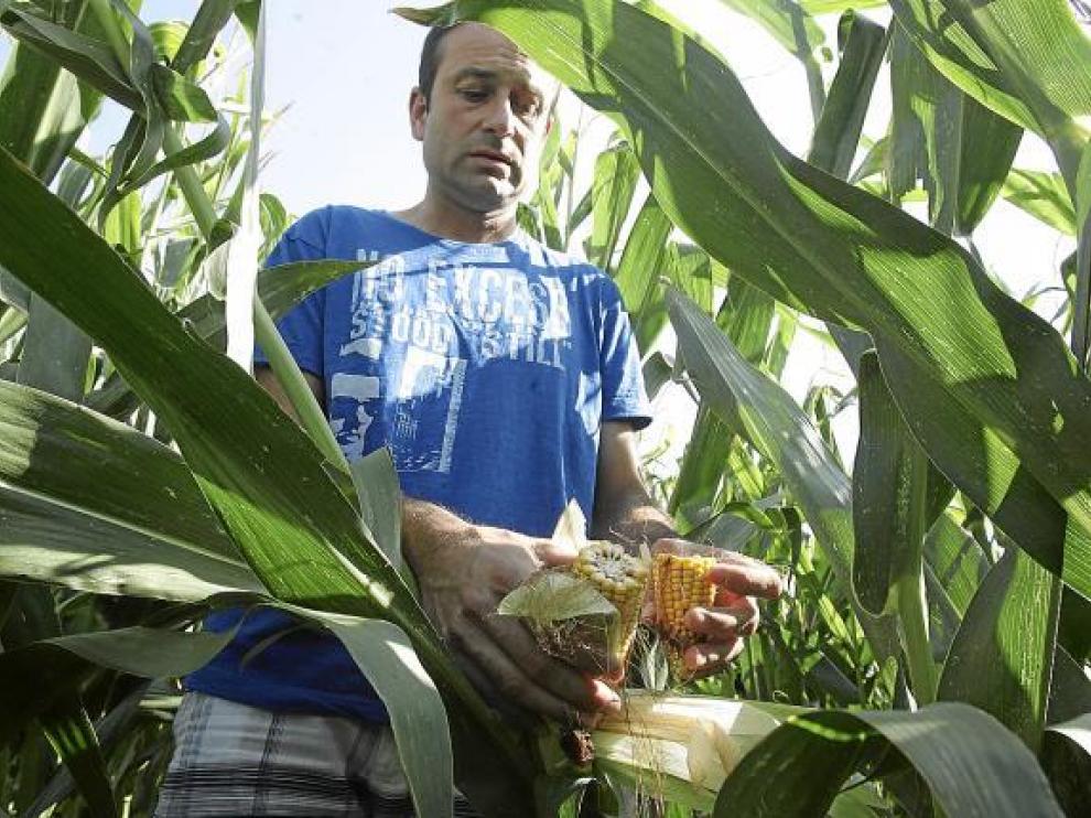 Una plantación de maíz de Peralta de Alcofea retrasada por el calor.