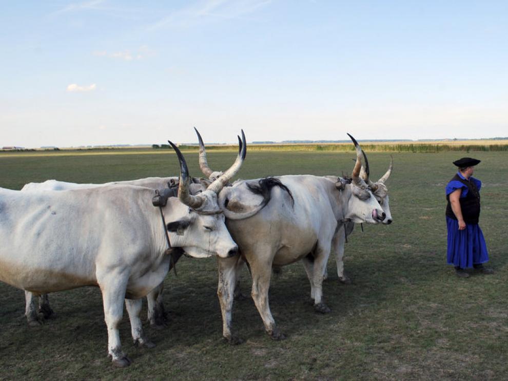 Un campesino con los bovinos autóctonos de Hungría, en la localidad húngara de Hortobágy