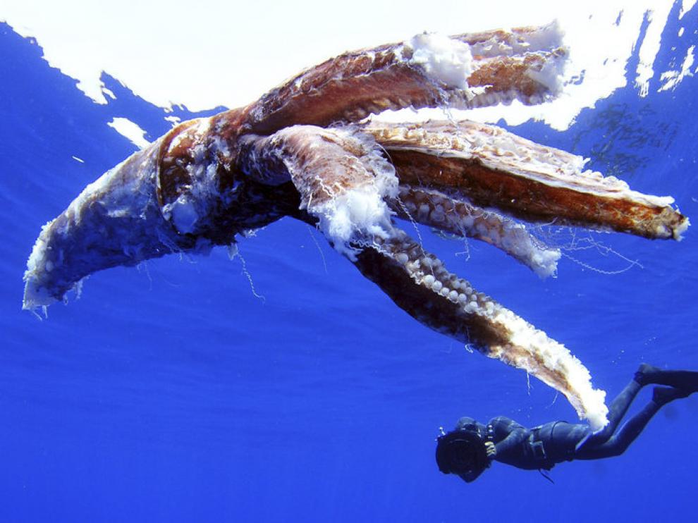 Los restos del calamar gigante hallado en Tenerife
