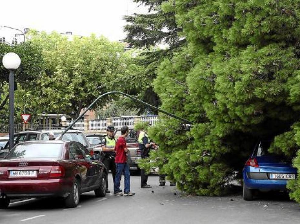 El árbol de grandes dimensiones arrancó una farola, que cayó sobre un coche aparcado.
