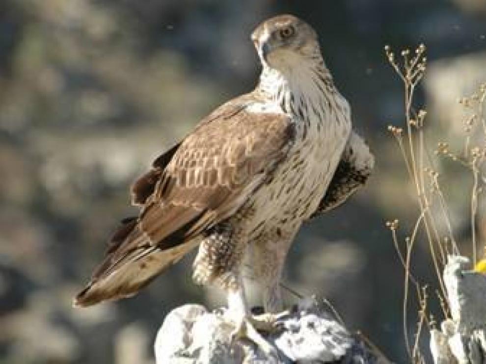 Un ejemplar de águila-azor perdicera