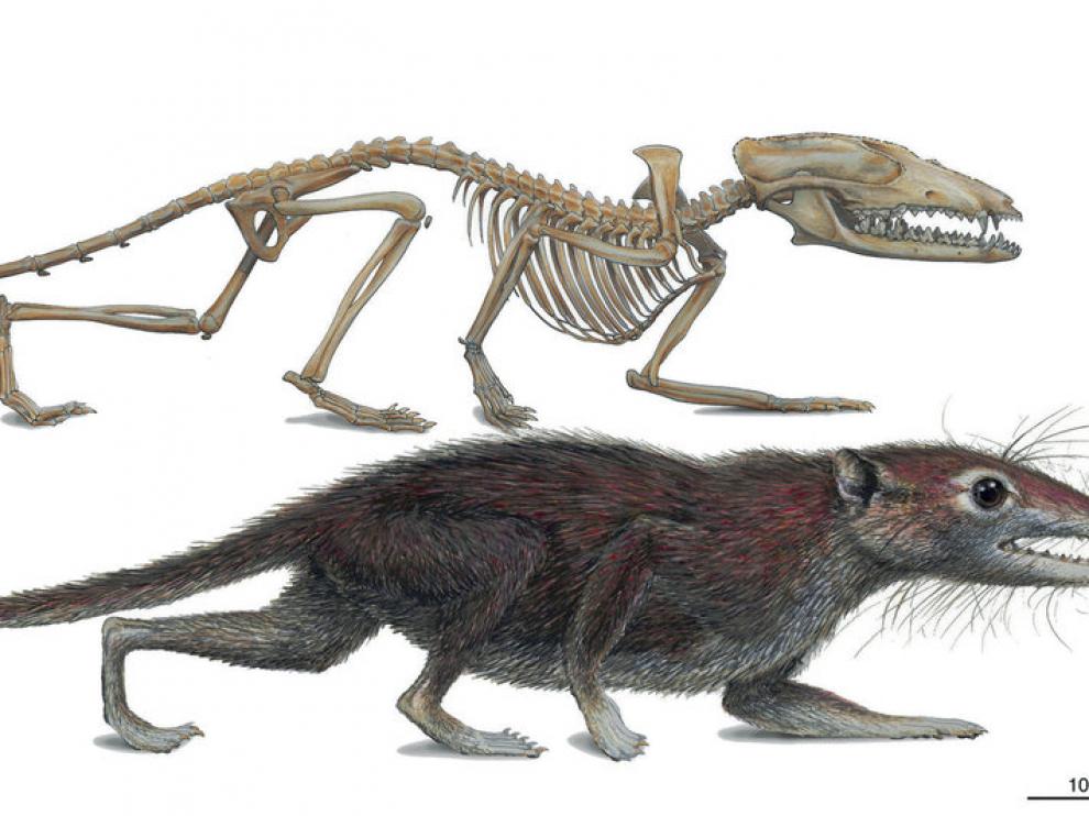 El fósil encontrado en China es el mayor ancestro de los humanos