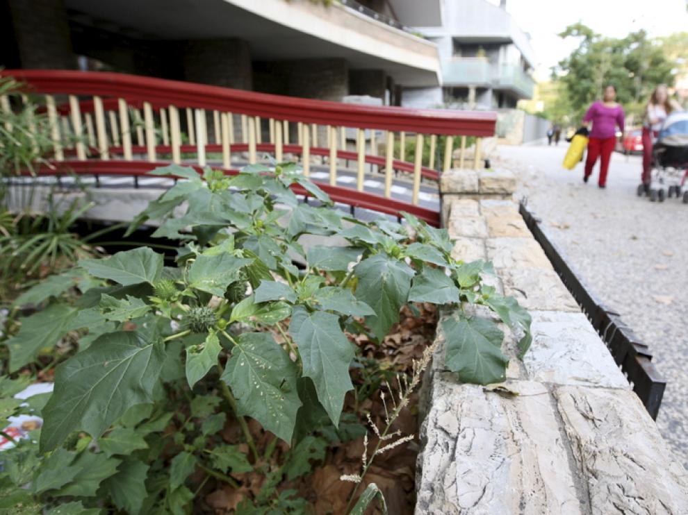 Imagen tomada en 2008 de plantas de estramonio en Zaragoza