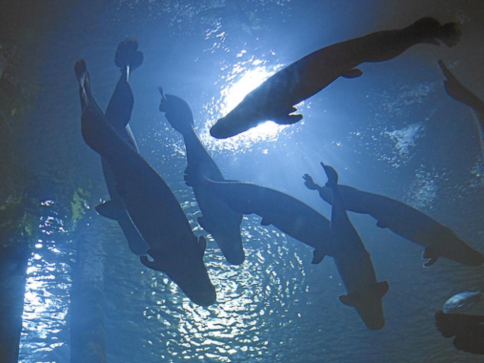 Imagen de arapimas de hasta más de dos metros en el tanque central del acuario de Zaragoza, una visita imprescindible con niños.