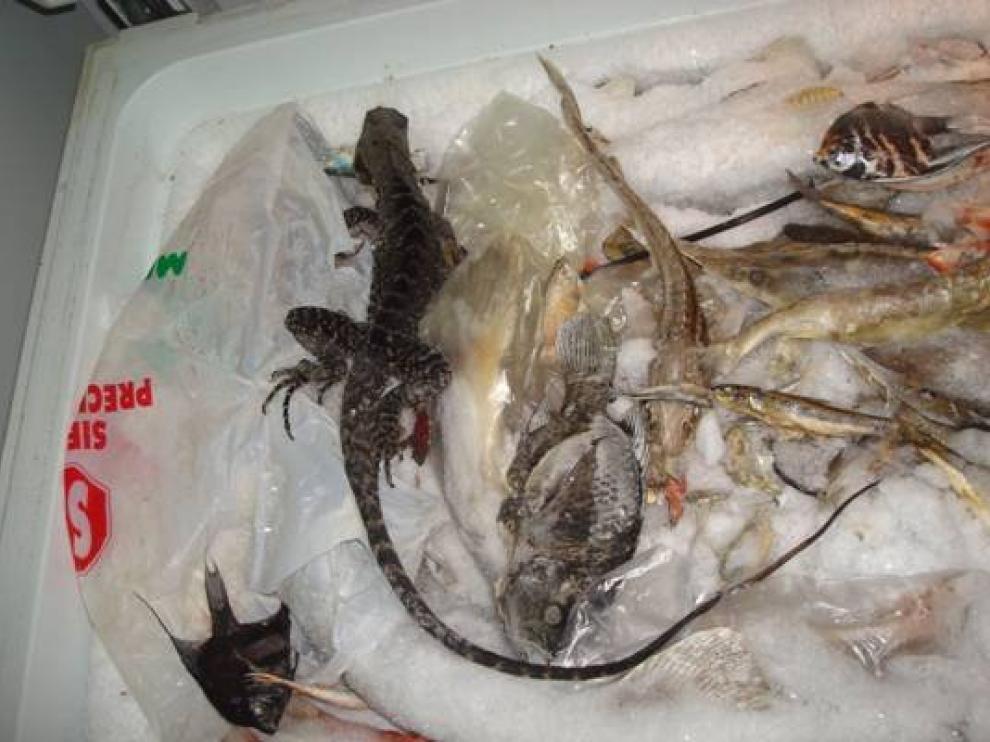 La ONG denuncia estas muertes en el Acuario