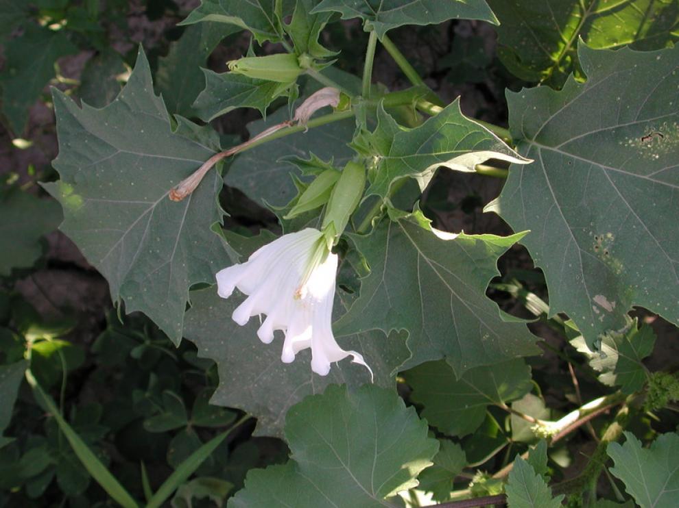 La planta de estramonio en flor