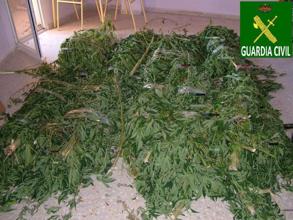 La Guardia Civil intervino en el domicilio 40 kilos en plantas de marihuana