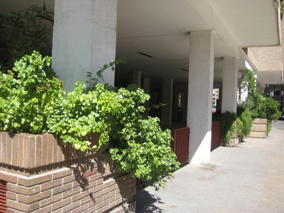 Plantas de estramonio en Zaragoza