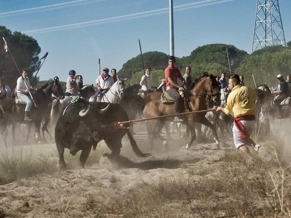 Torneo del Toro de la Vega, en Tordesillas