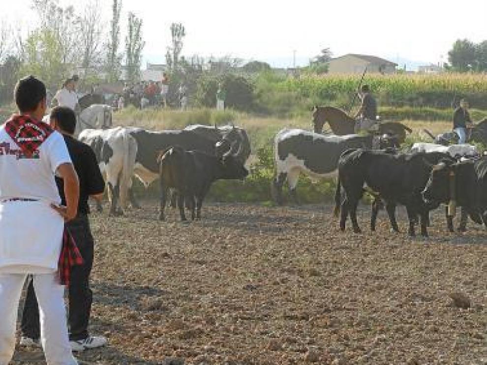 Las vaquillas se soltaron ayer por el monte de Novallas.