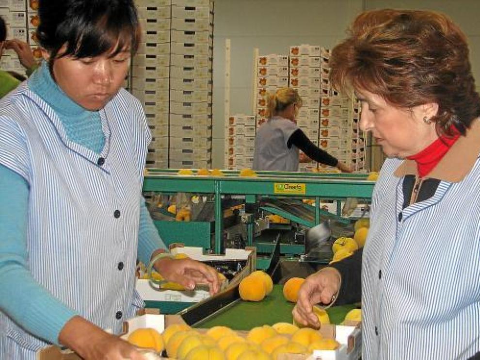 Las trabajadoras seleccionan la fruta en una de las cooperativas calandinas.