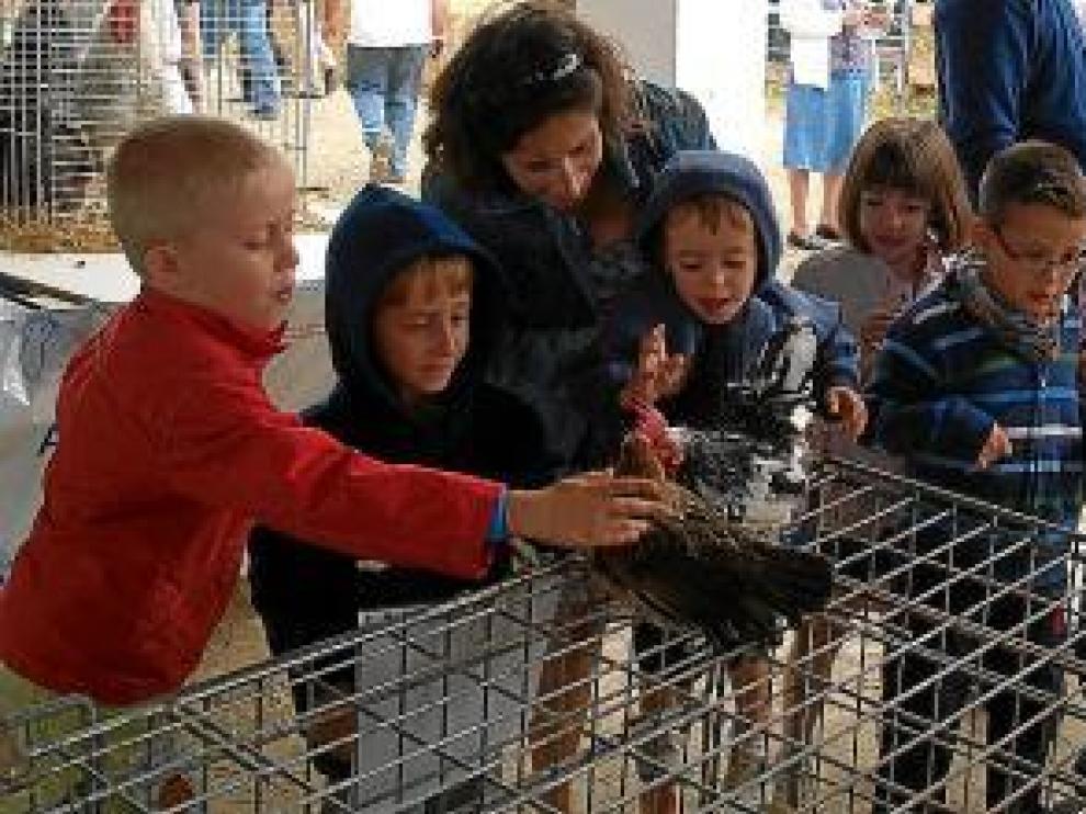 La exposición de gallinas de Agasob despertó mucha curiosidad entre los más jóvenes.