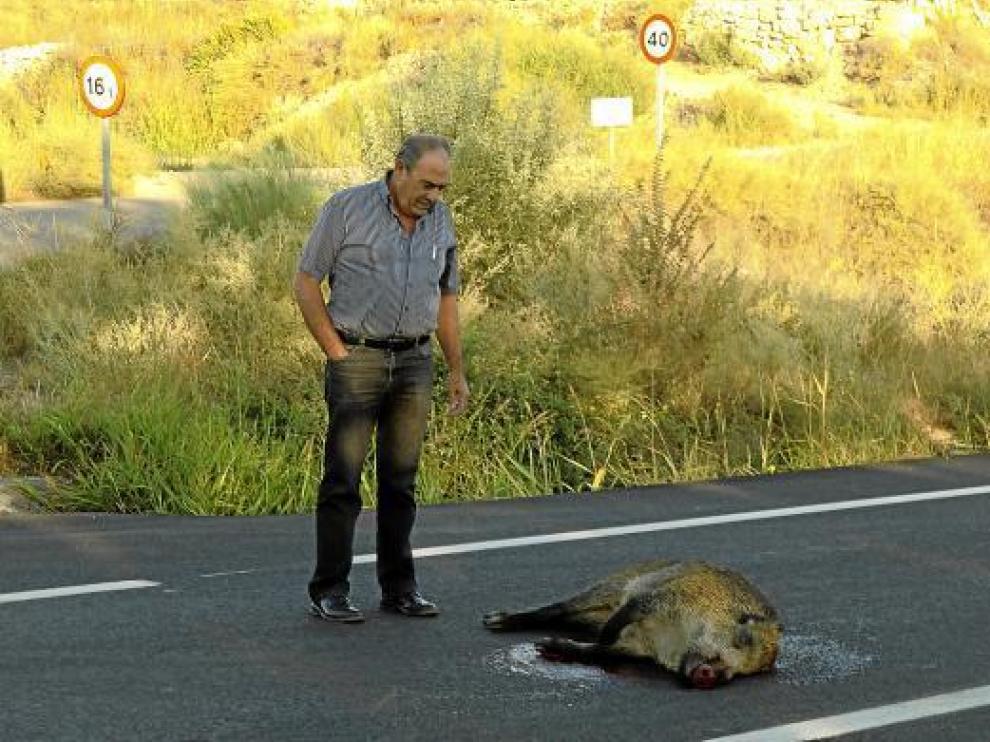 Imagen de un jabalí atropellado hace pocos días en la N-211, entre Fraga y Torrente de Cinca.