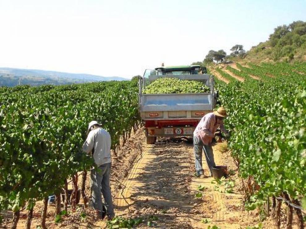 Las bodegas de Enate recogen a mano parte de su producción, según las variedades.