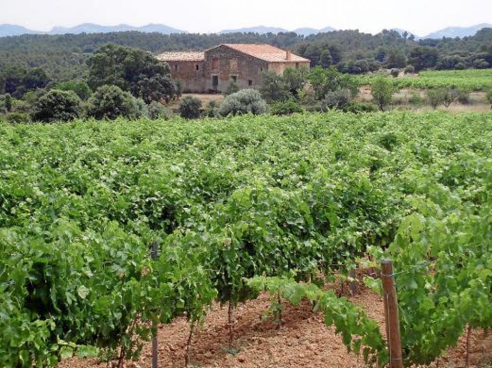 La finca está actualmente integrada por 38 hectáreas de viñedos.