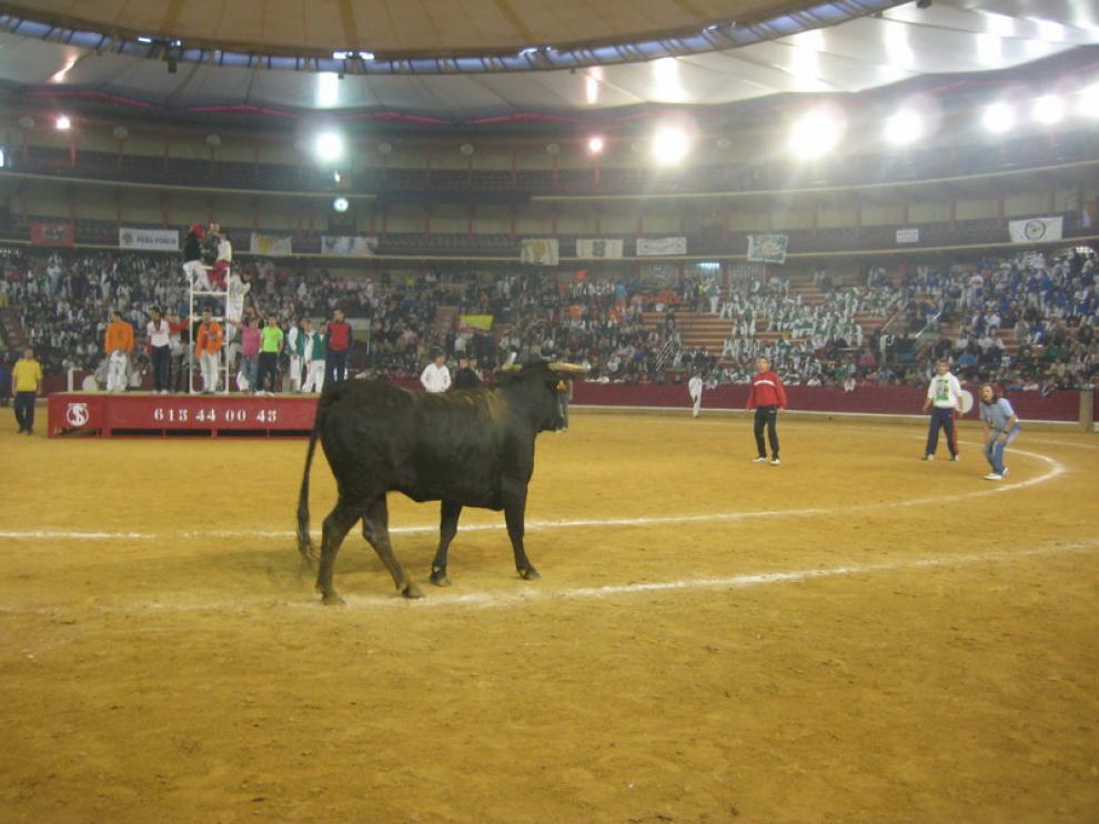 Segundo día de vaquillas en La Misericordia