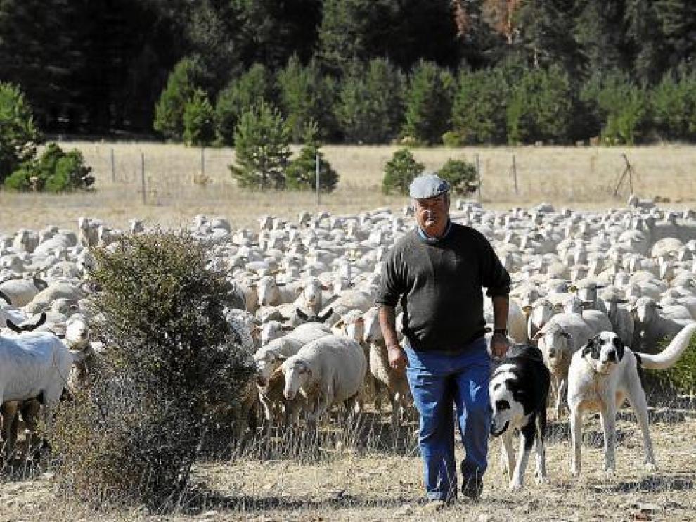 Urbano Soriano, con el rebaño de ovejas con el que hará el viaje a pie hasta los pastos de Jaén.