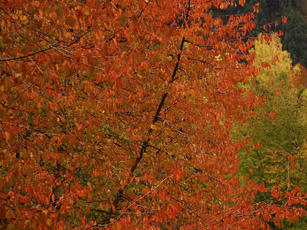 El paisaje otoñal de los bosques altoaragoneses cuenta durante estas fechas con el particular color de este árbol asilvestrado.