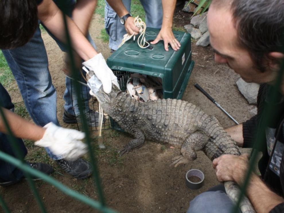 Uno de los caimanes que había en el Aviapark.