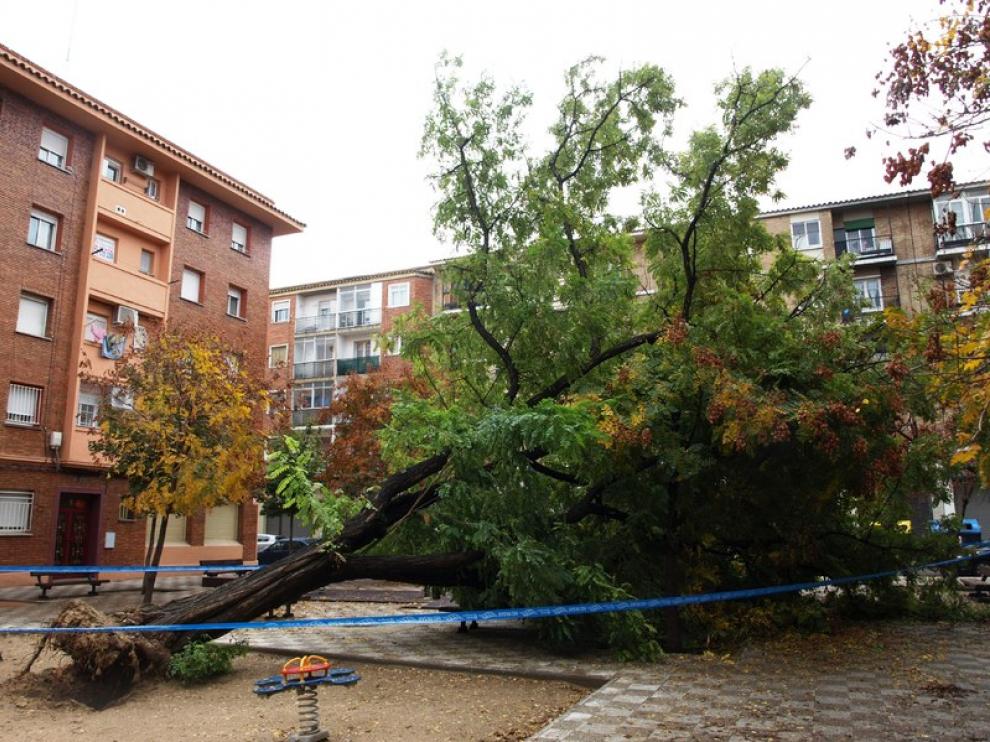La acacia ha caído sobre una zona especialmente transitada.