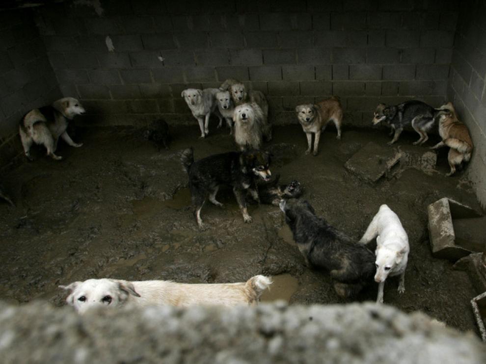 Denuncia por no alimentar a 22 perros en Fañanas, Huesca.