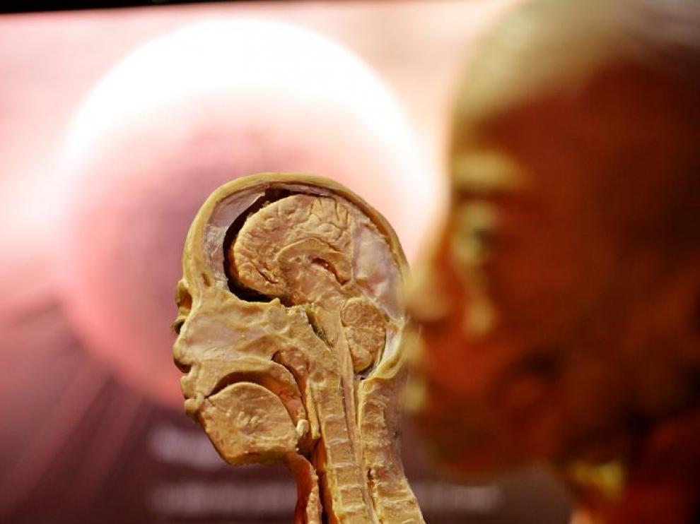 Cuerpos 'plastinados' por dentro y por fuera