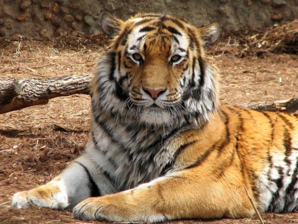Un ejemplar de tigre