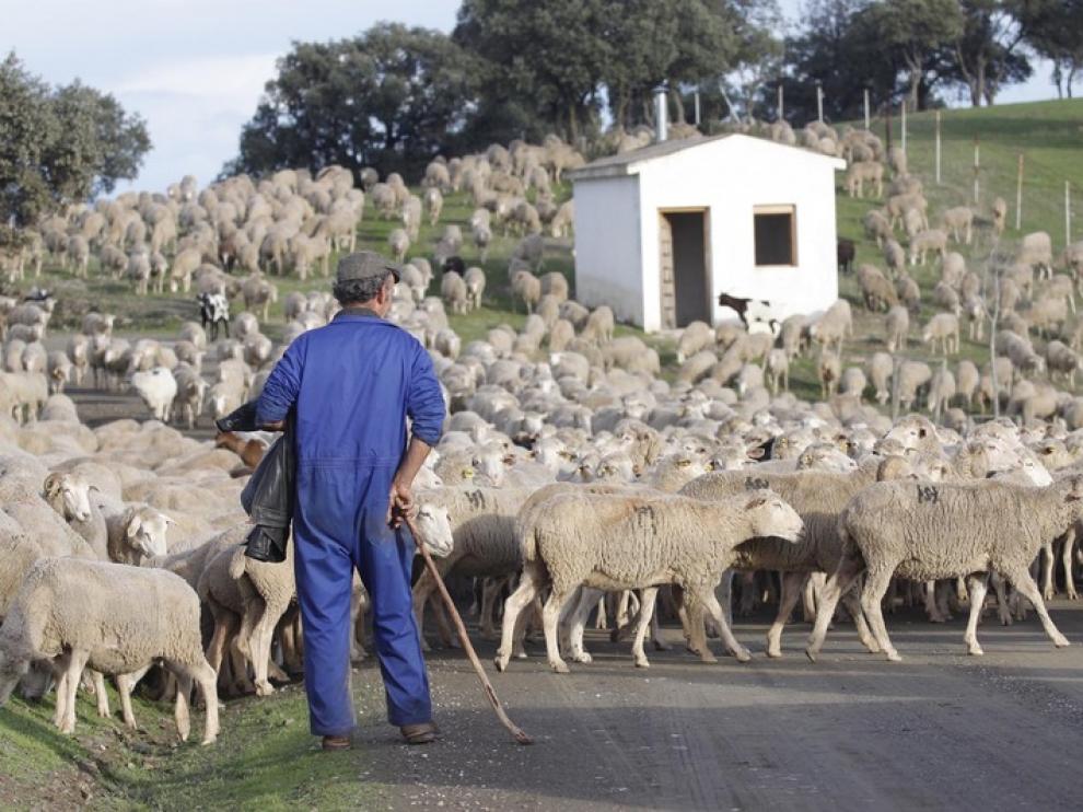 Los trashumantes de la sierra de Albarracín, en los pastos de Jaén tras 24 días de caminata