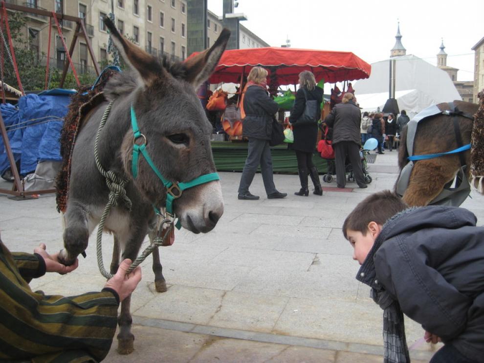 Un niño observa a la burrita Teca