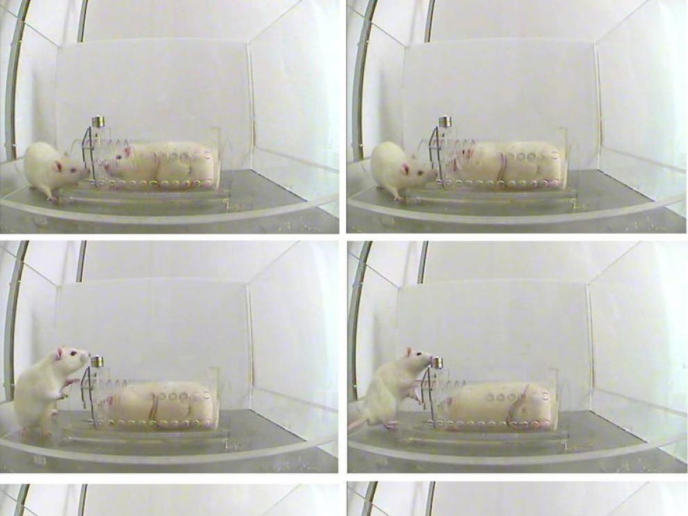 Combo de fotos de dos ratas en un laboratorio