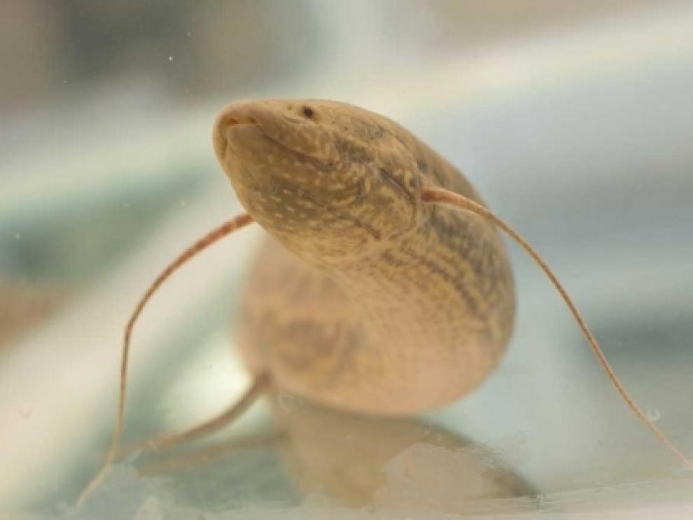 Imagen de un ejemplar de 'lungfish' empleado en la investigación