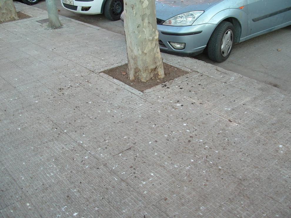 Restos de excrementos de ave en la calle Manuel Ángel Ferrer, muy cerca del parque Miguel Servet