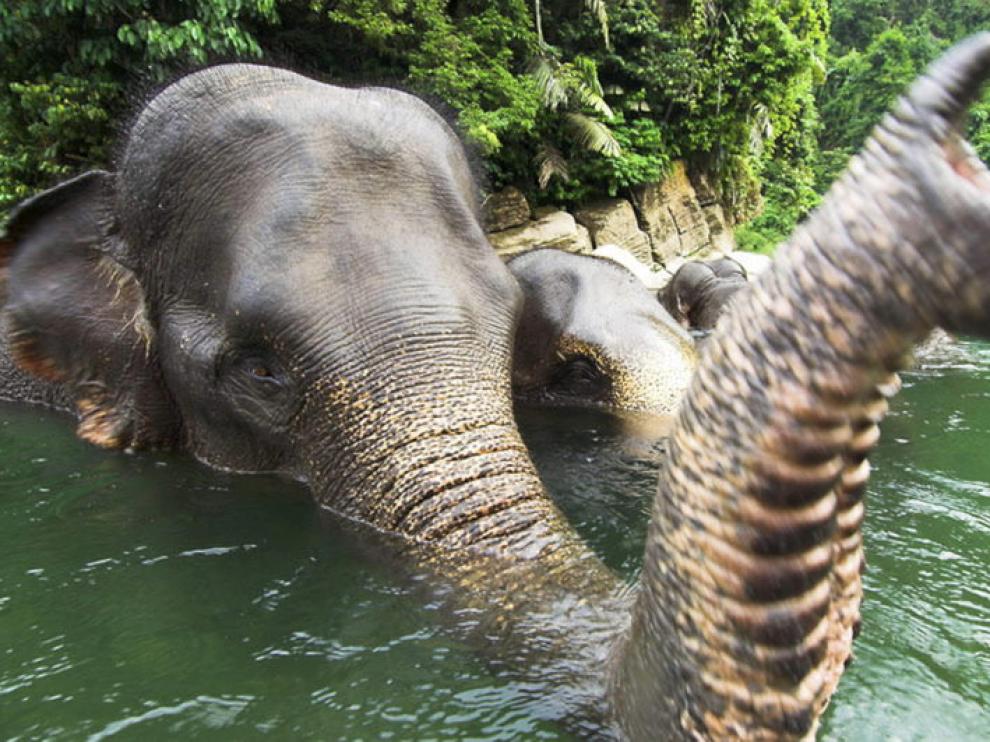 El elefante de Sumatra, a un paso de la extinción