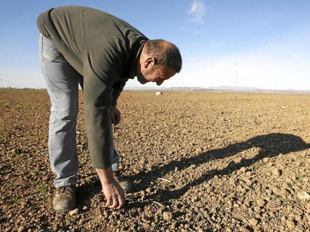 Josué Elbaile, de Lalueza, muestra los problemas de nascencia del cereal, pese al riego.
