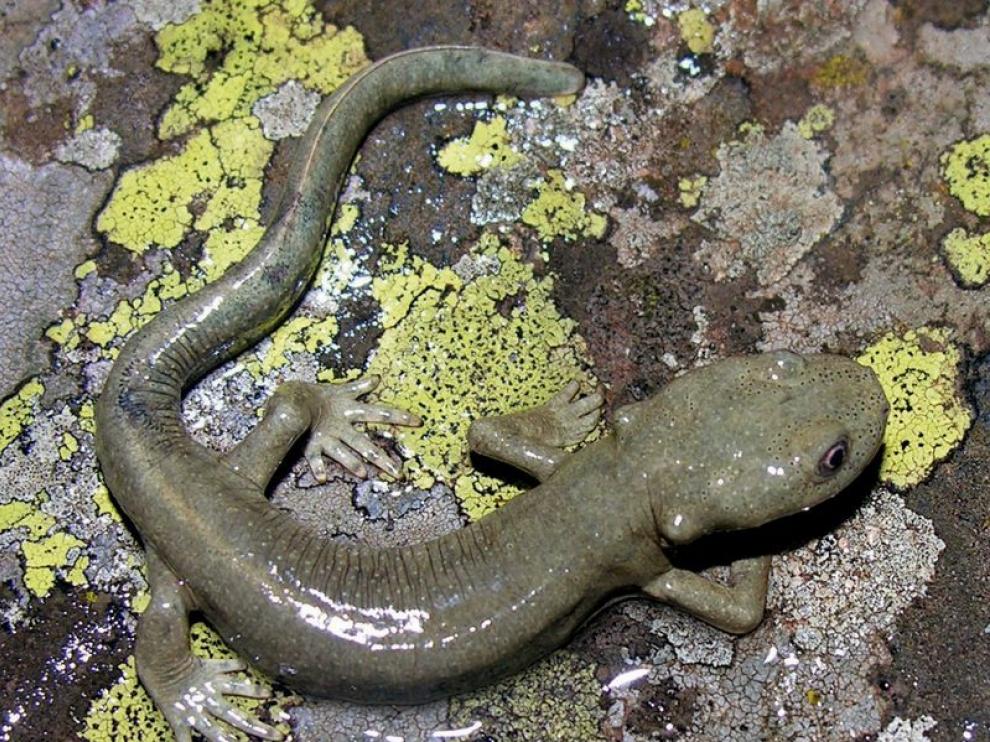 Tritón pirenaico