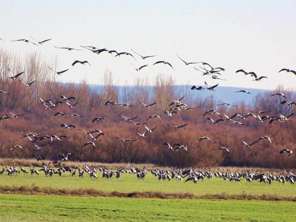 Las grullas en el entorno de la Alberca de Alboré, en Montmesa.