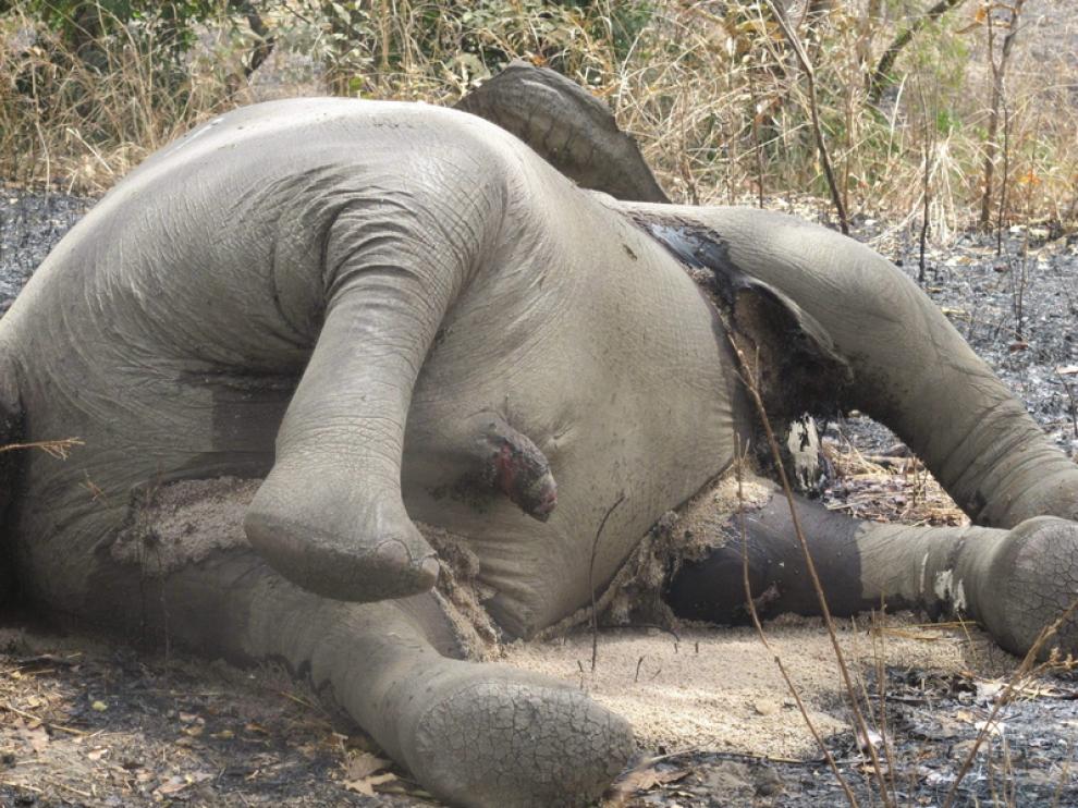 Matanza de elefantes al noreste de Camerún