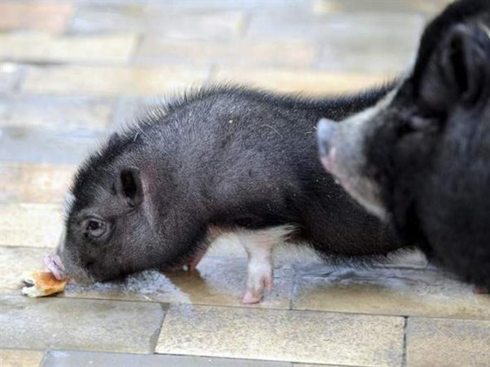Aspecto de un cerdo vietnamita