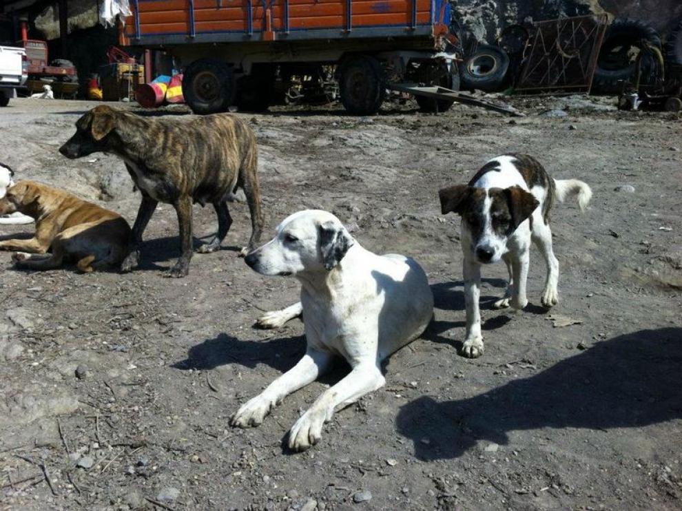 Medio centenar de perros vivían hacinados en una granja de Ricla