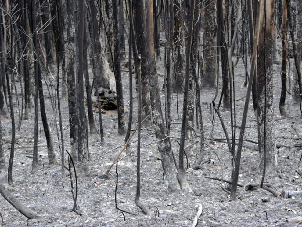 Así ha quedado la zona del incendio en Las Forcas