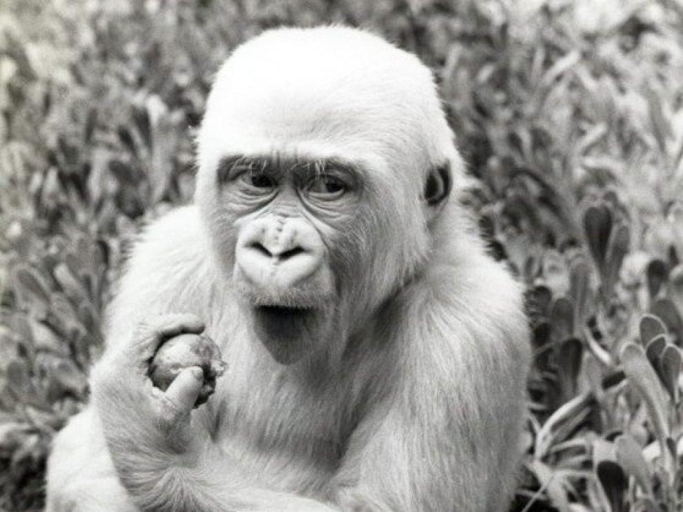 Copito de Nieve, a su llegada al Zoo de Barcelona, en 1966