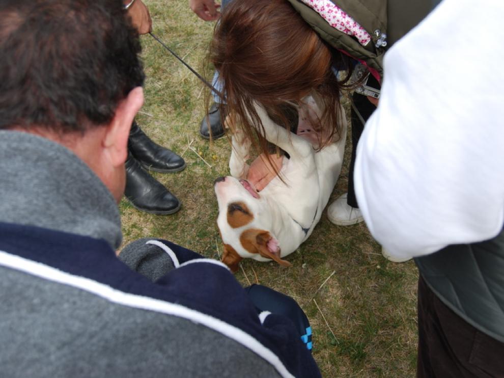 Un cachorro tumbado en el centro
