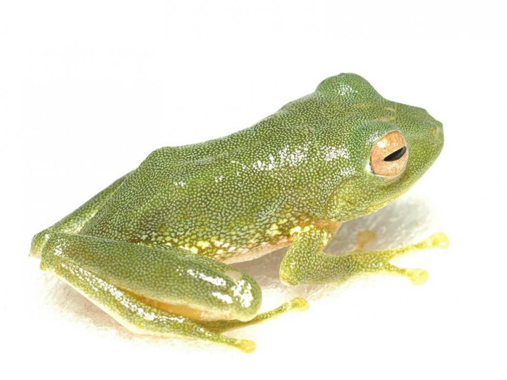 Una de las nuevas especies