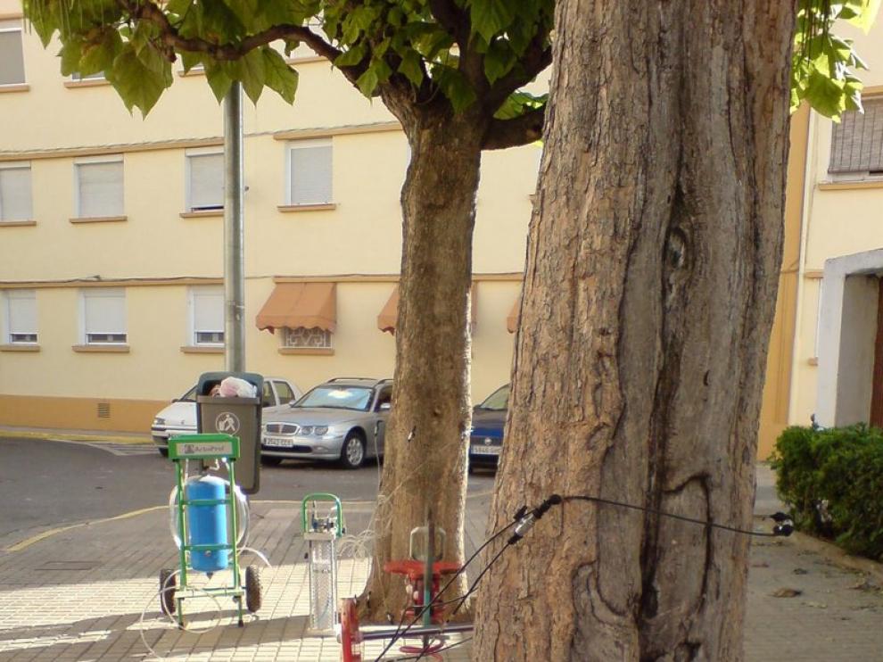 Tratamiento con endoterapia a un árbol de Monzón