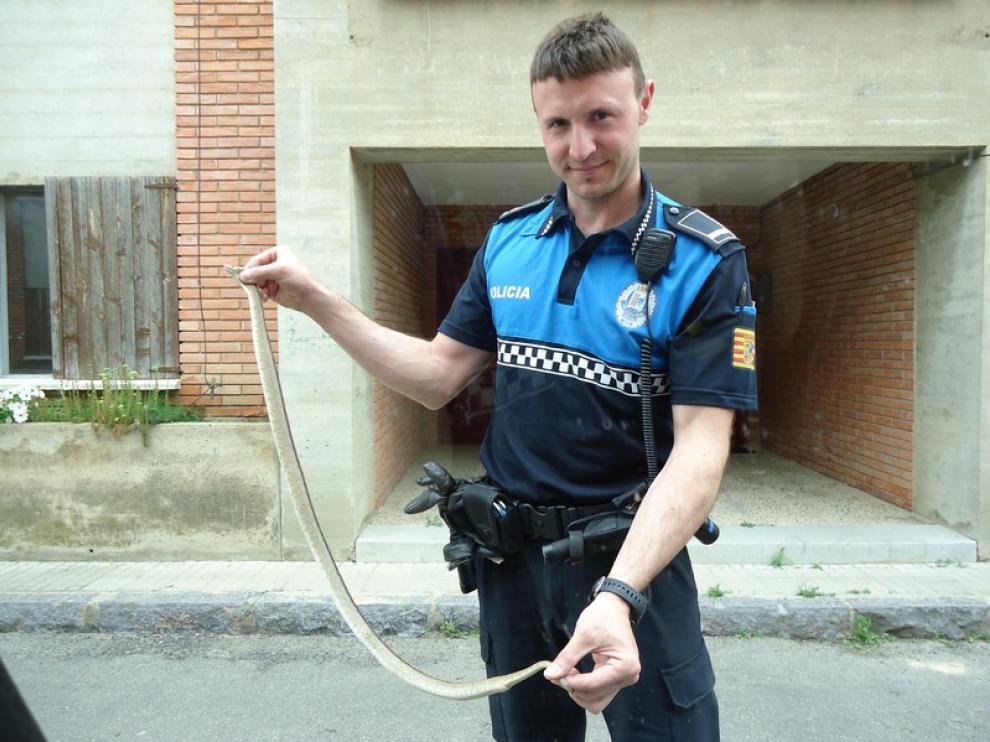 El agente con la serpiente capturada