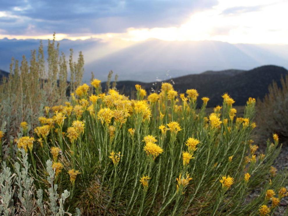 Las plantas adelantan su floración